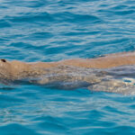 Dugong (image by Pete Morris)