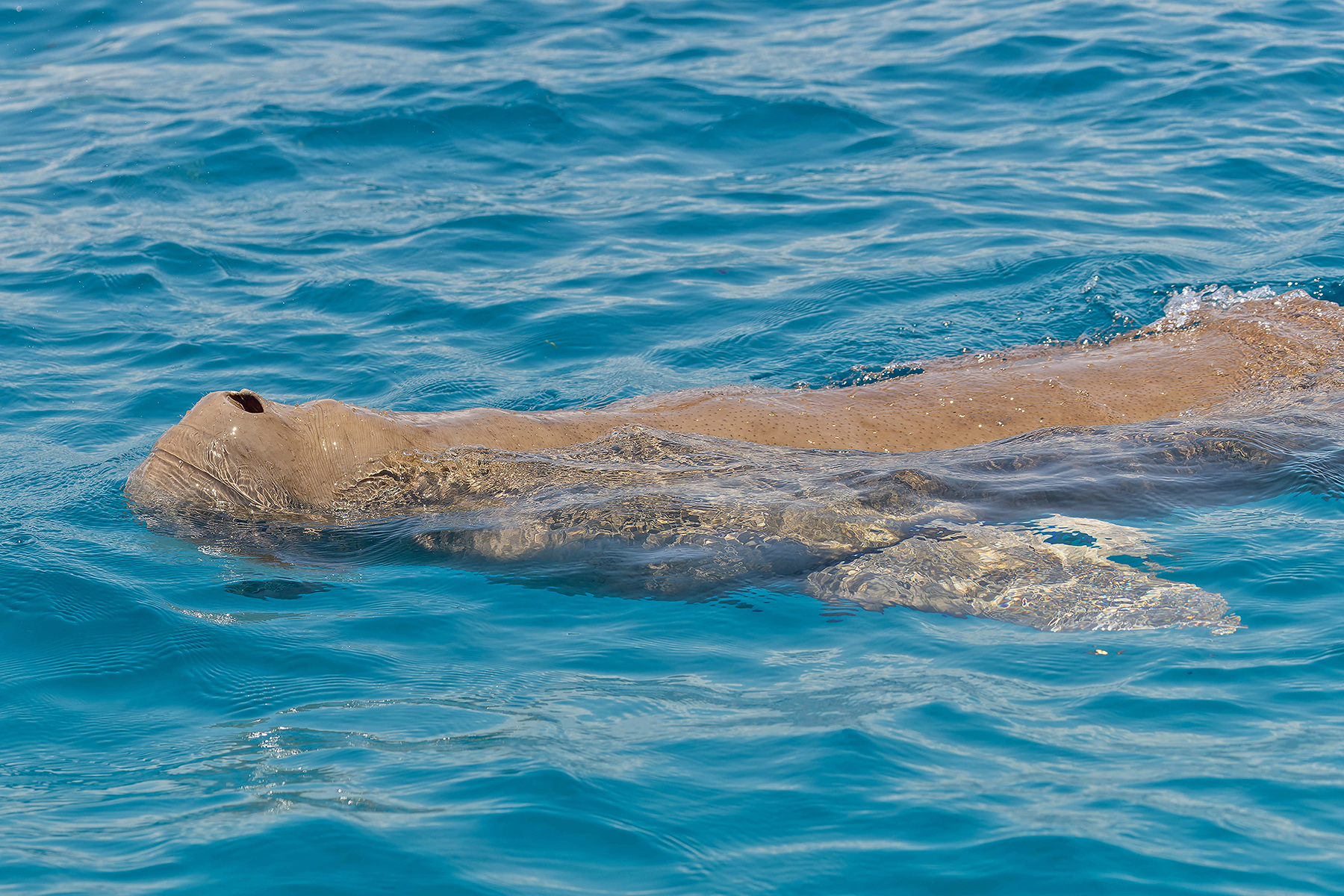 Dugong (image by Pete Morris)