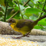 Dusky-headed Brushfinch (image by Keith Betton)