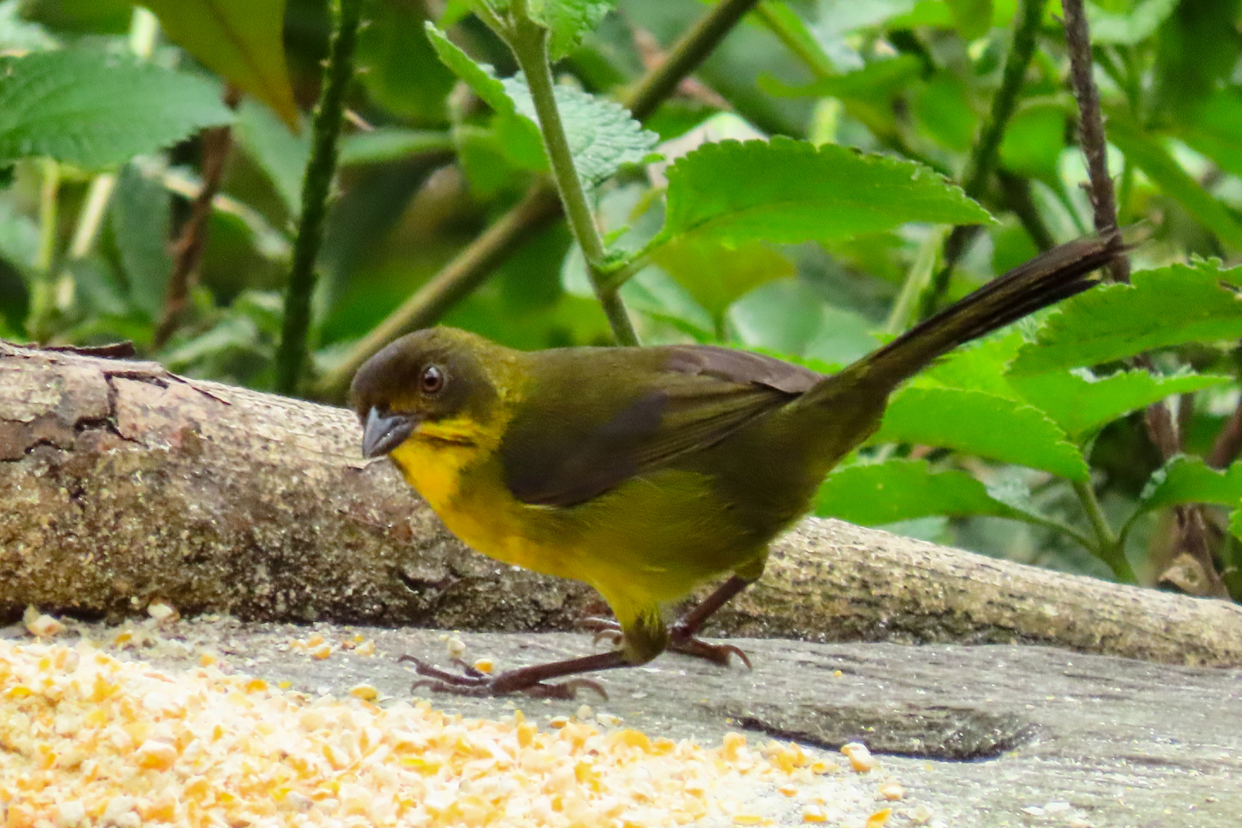 Dusky-headed Brushfinch (image by Keith Betton)