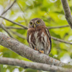 East Brazilian Pygmy Owl (image by Pete Morris)