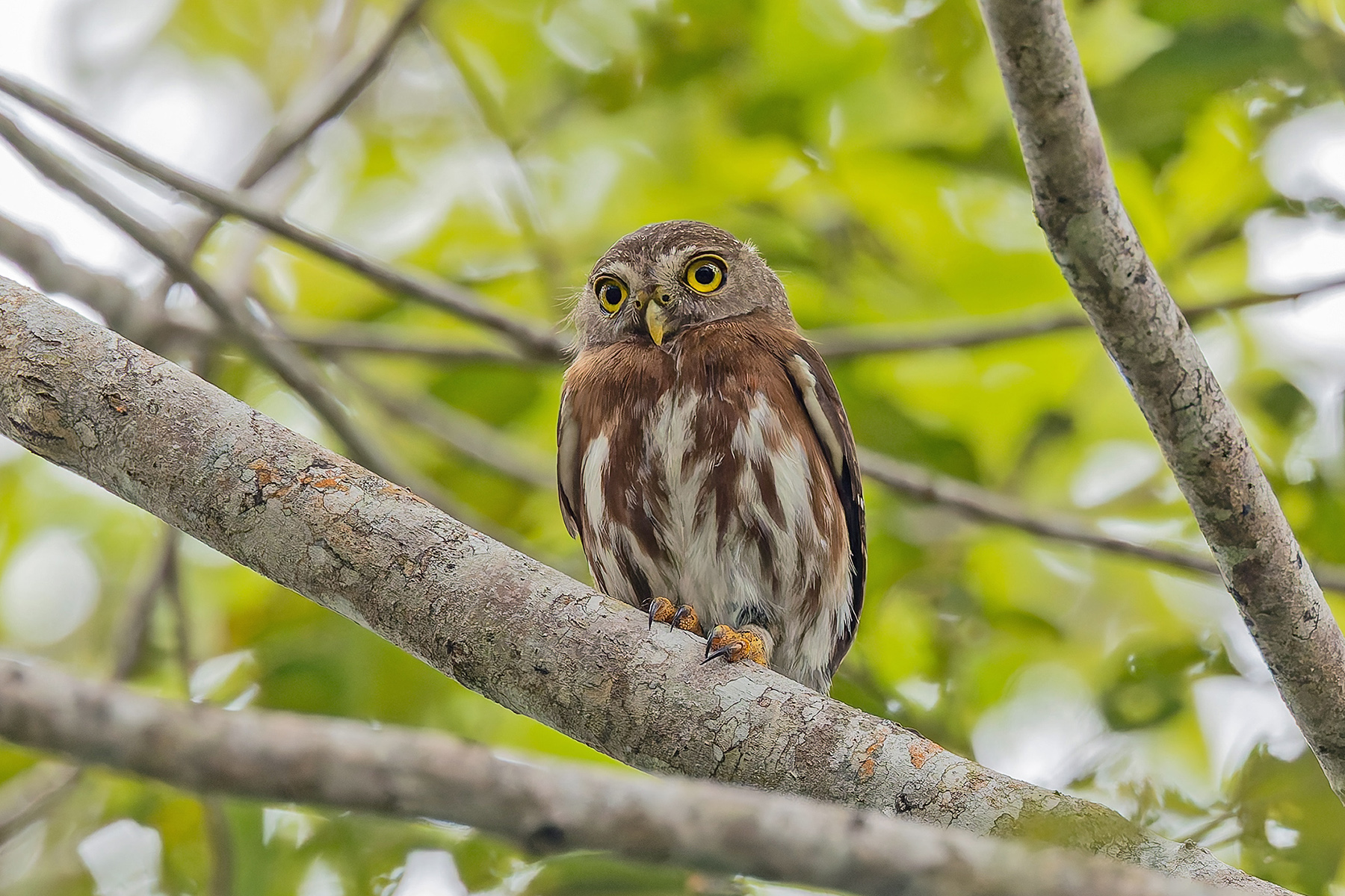 East Brazilian Pygmy Owl (image by Pete Morris)