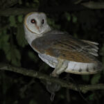 Eastern Barn Owl (image by Vincent van der Spek)