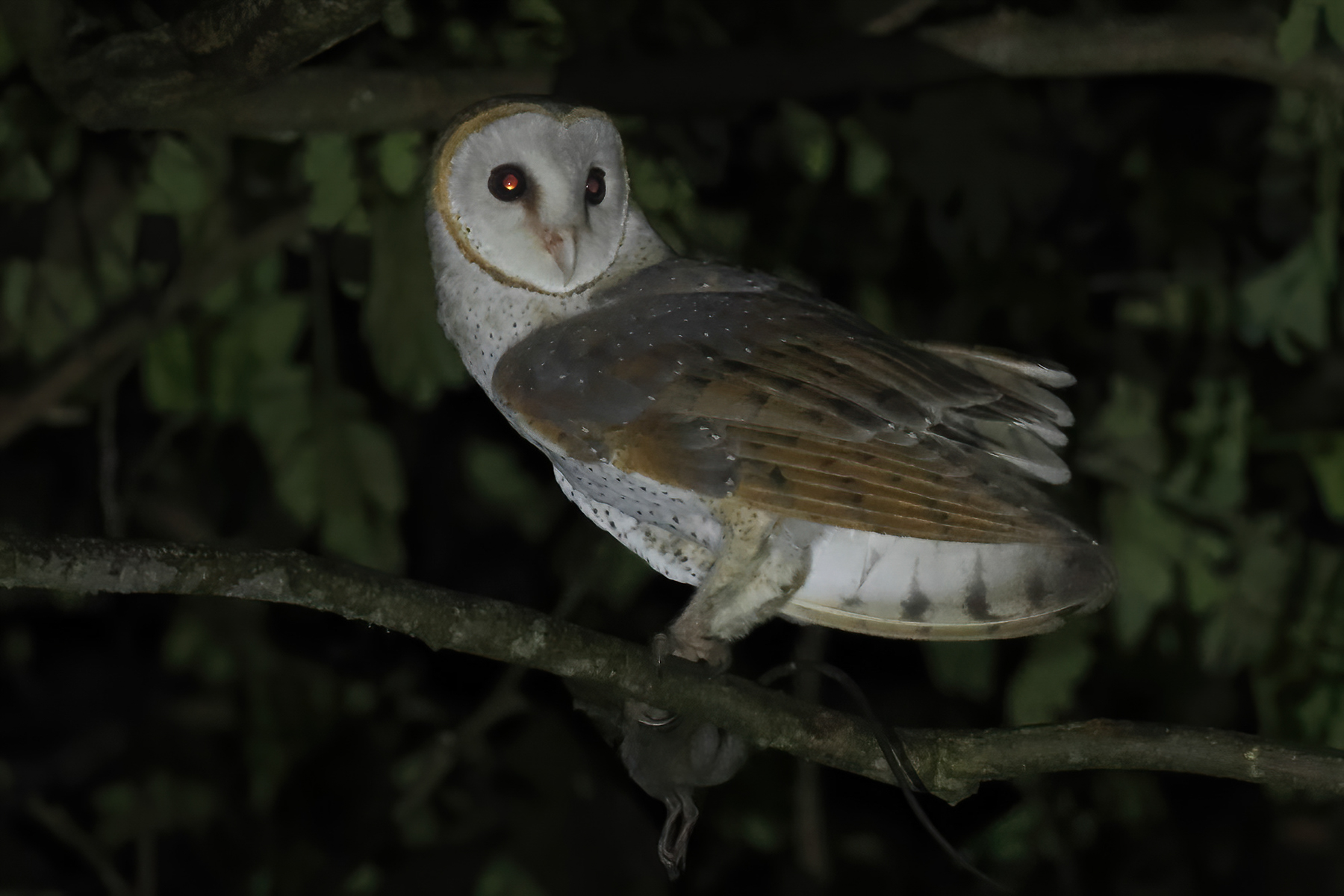 Eastern Barn Owl (image by Vincent van der Spek)