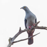 Elegant Imperial Pigeon (image by Pete Morris)
