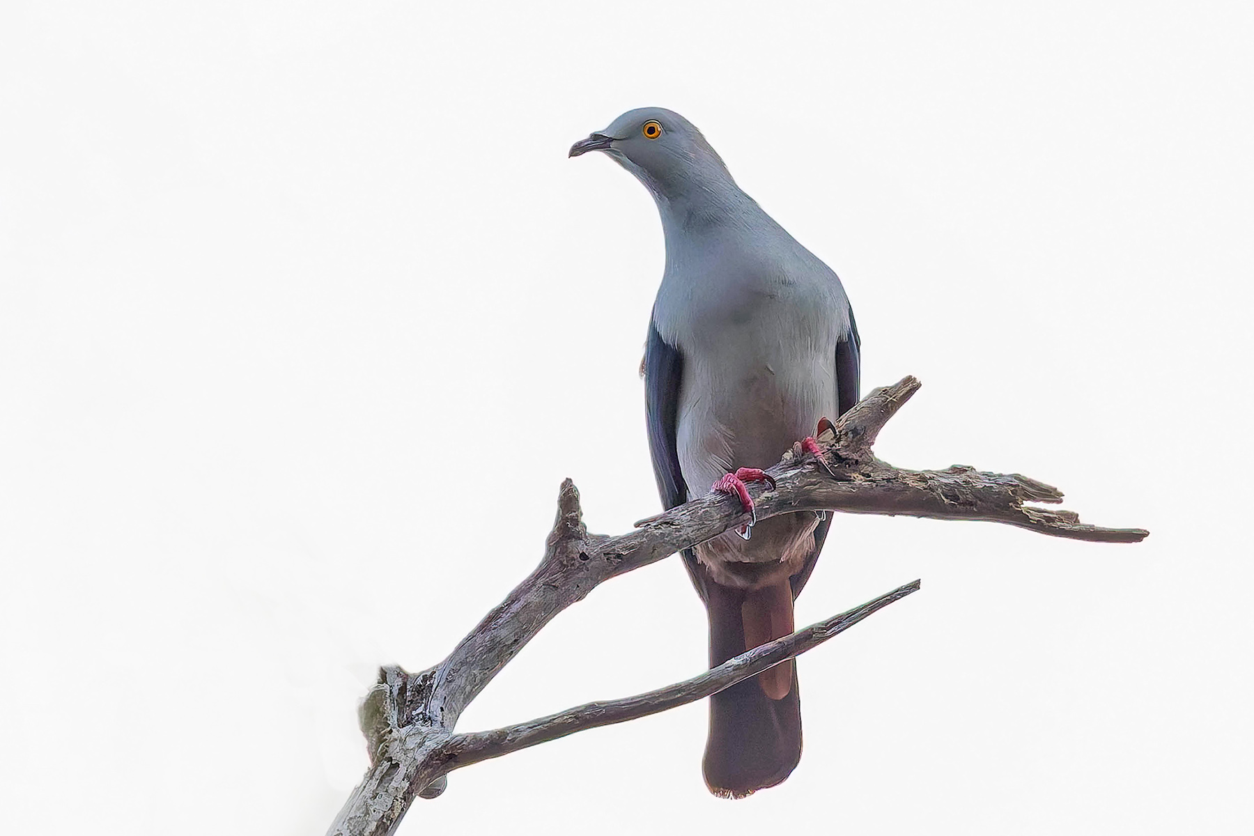 Elegant Imperial Pigeon (image by Pete Morris)