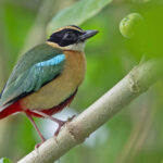 Elegant Pitta (image by Pete Morris)