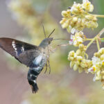 Fadus Sphinx (image by Pete Morris)