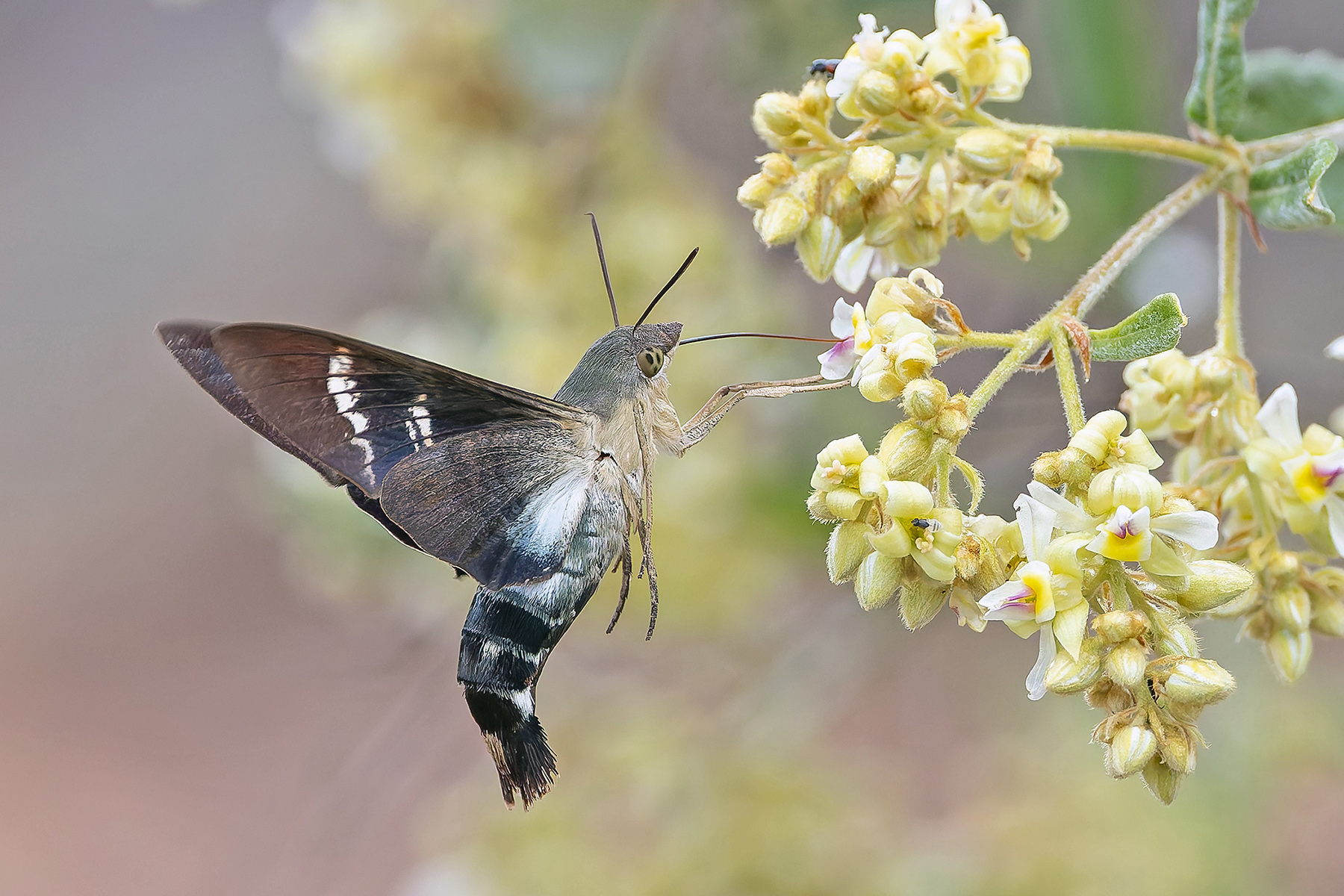 Fadus Sphinx (image by Pete Morris)