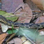 False Fer-de-lance (image by Pete Morris)