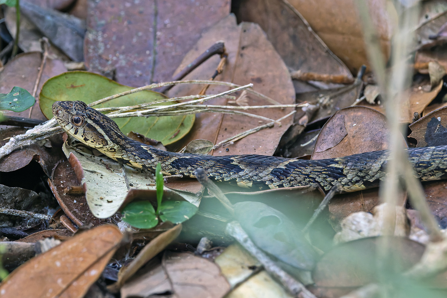 False Fer-de-lance (image by Pete Morris)