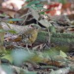 Fawn-breasted Thrush (image by Pete Morris)