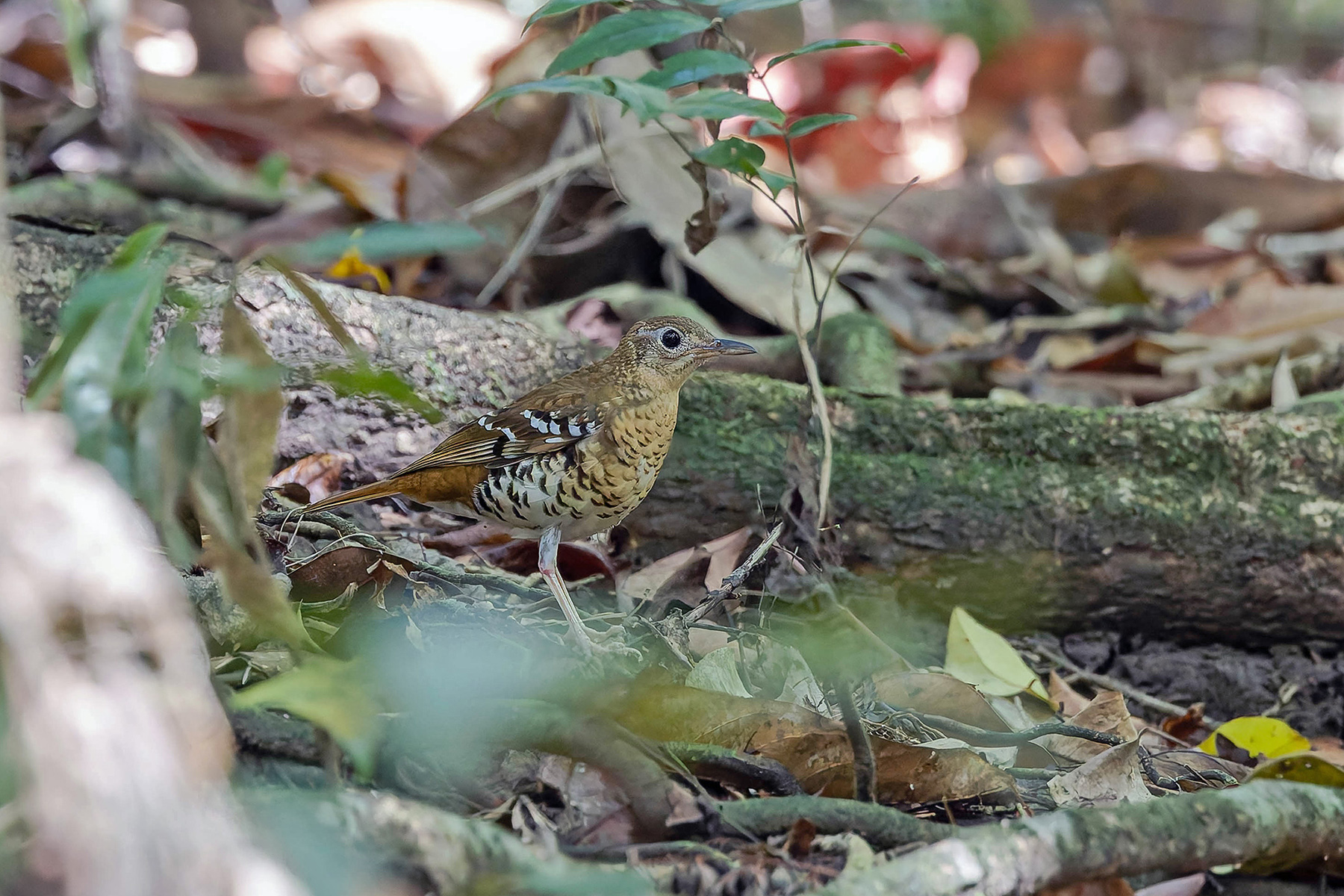 Fawn-breasted Thrush (image by Pete Morris)