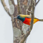 Flame-breasted Sunbird (image by Pete Morris)