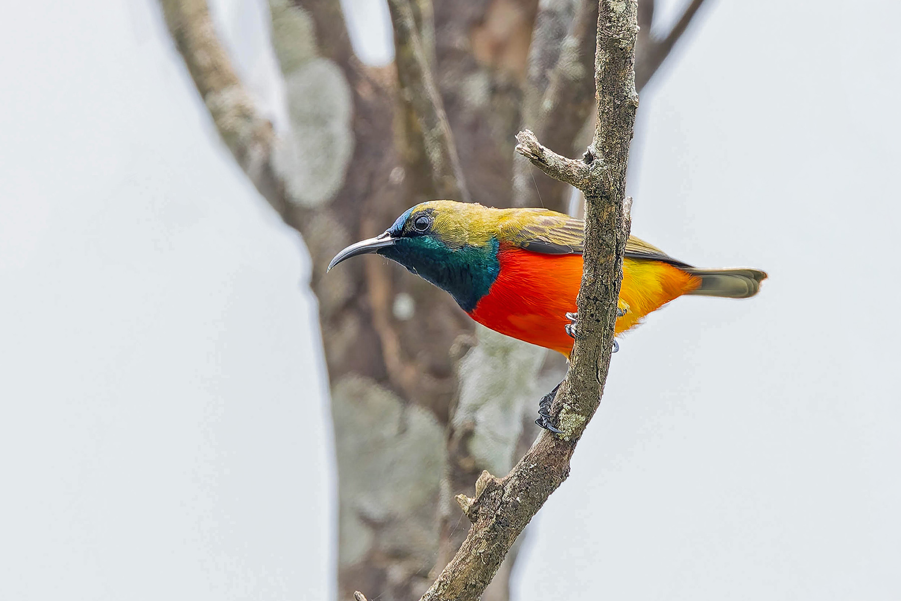 Flame-breasted Sunbird (image by Pete Morris)
