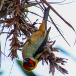Flame-faced Tanager (image by Keith Betton)
