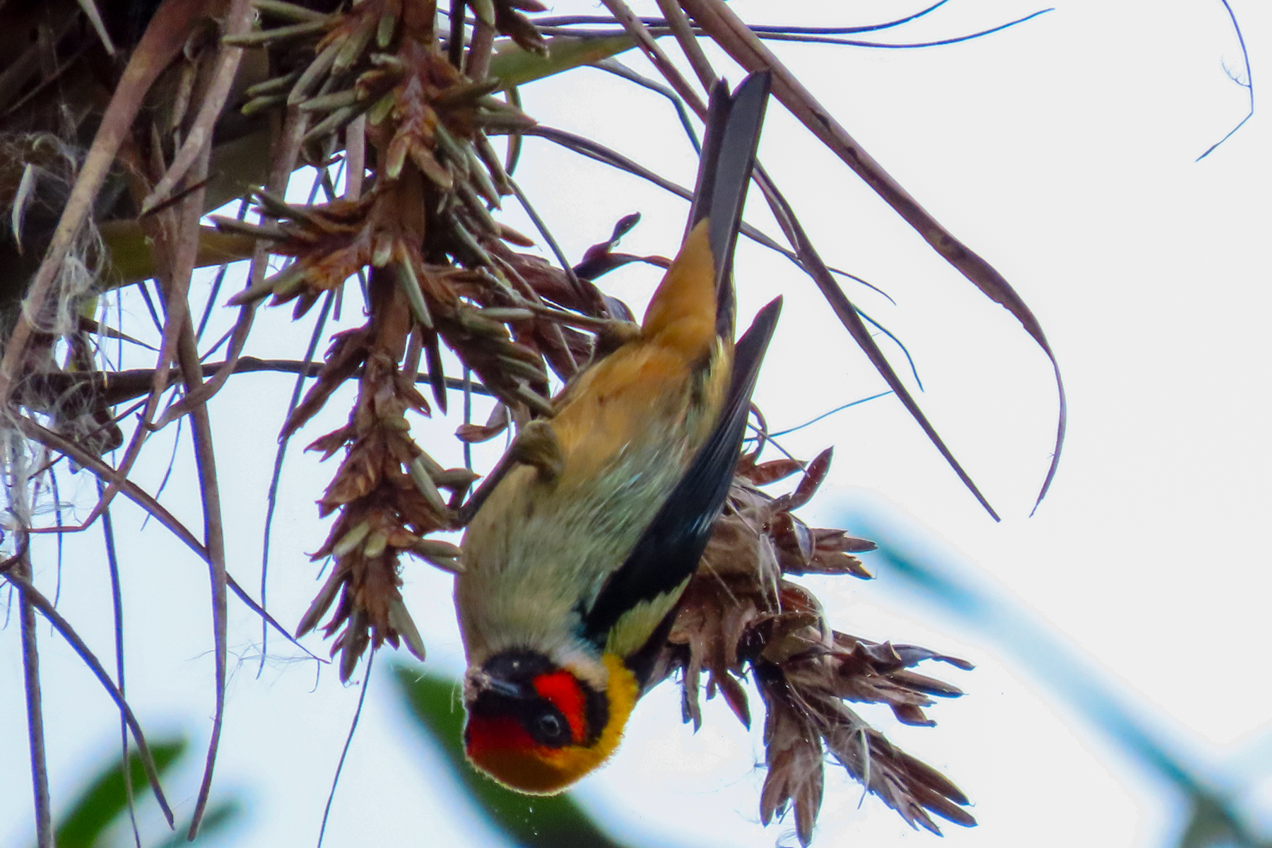 Flame-faced Tanager (image by Keith Betton)