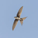 Fork-tailed Palm Swift (image by Pete Morris)