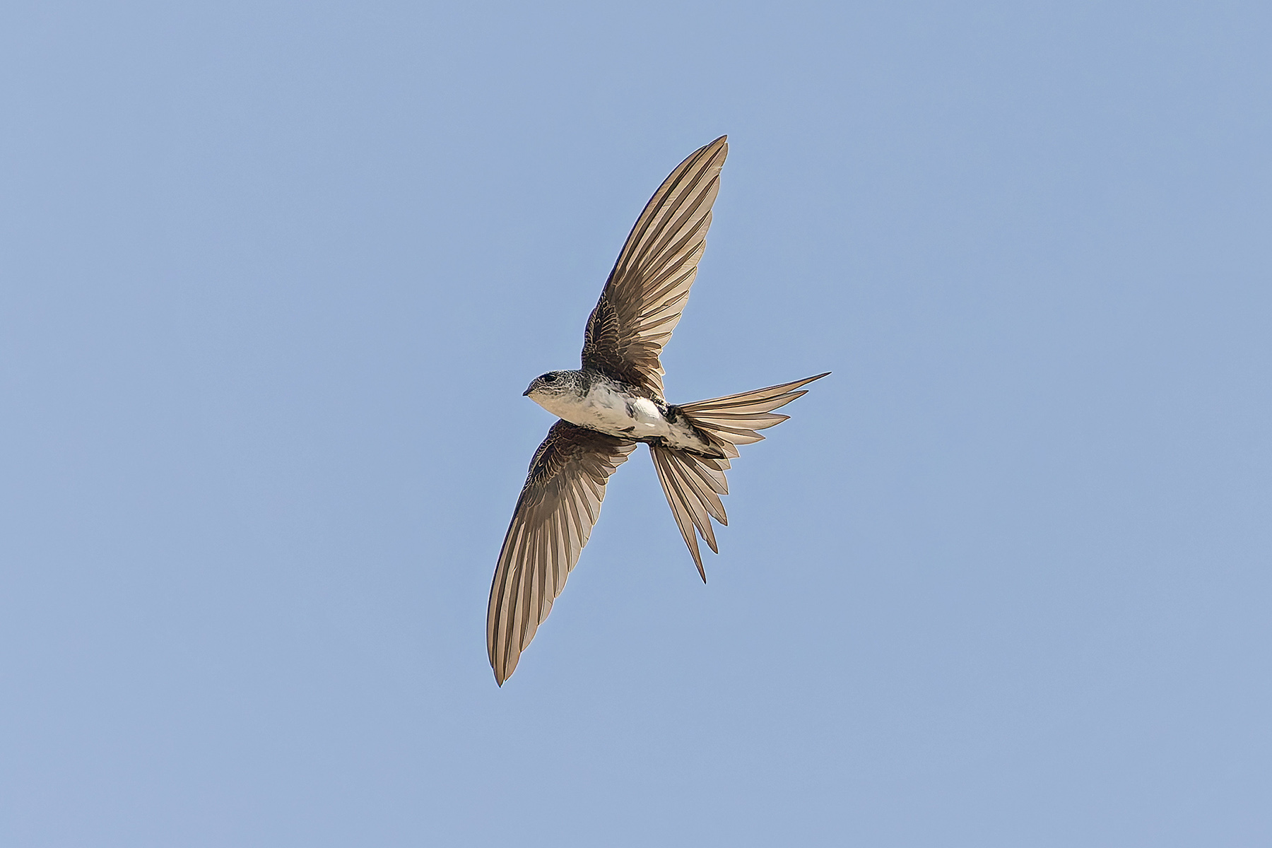 Fork-tailed Palm Swift (image by Pete Morris)