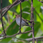 Fork-tailed Tody-Tyrant (image by Pete Morris)