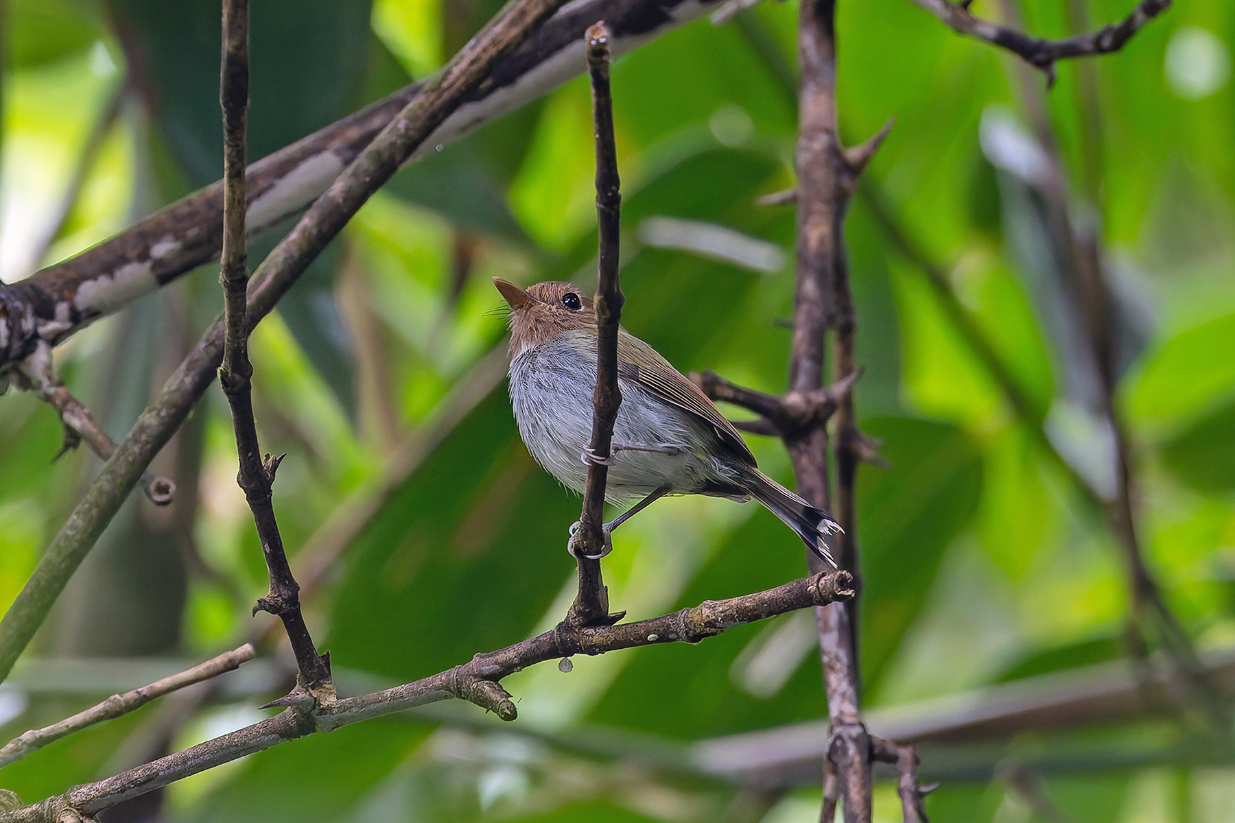 Fork-tailed Tody-Tyrant (image by Pete Morris)