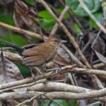 Fringe-backed Fire-eye (image by Pete Morris)
