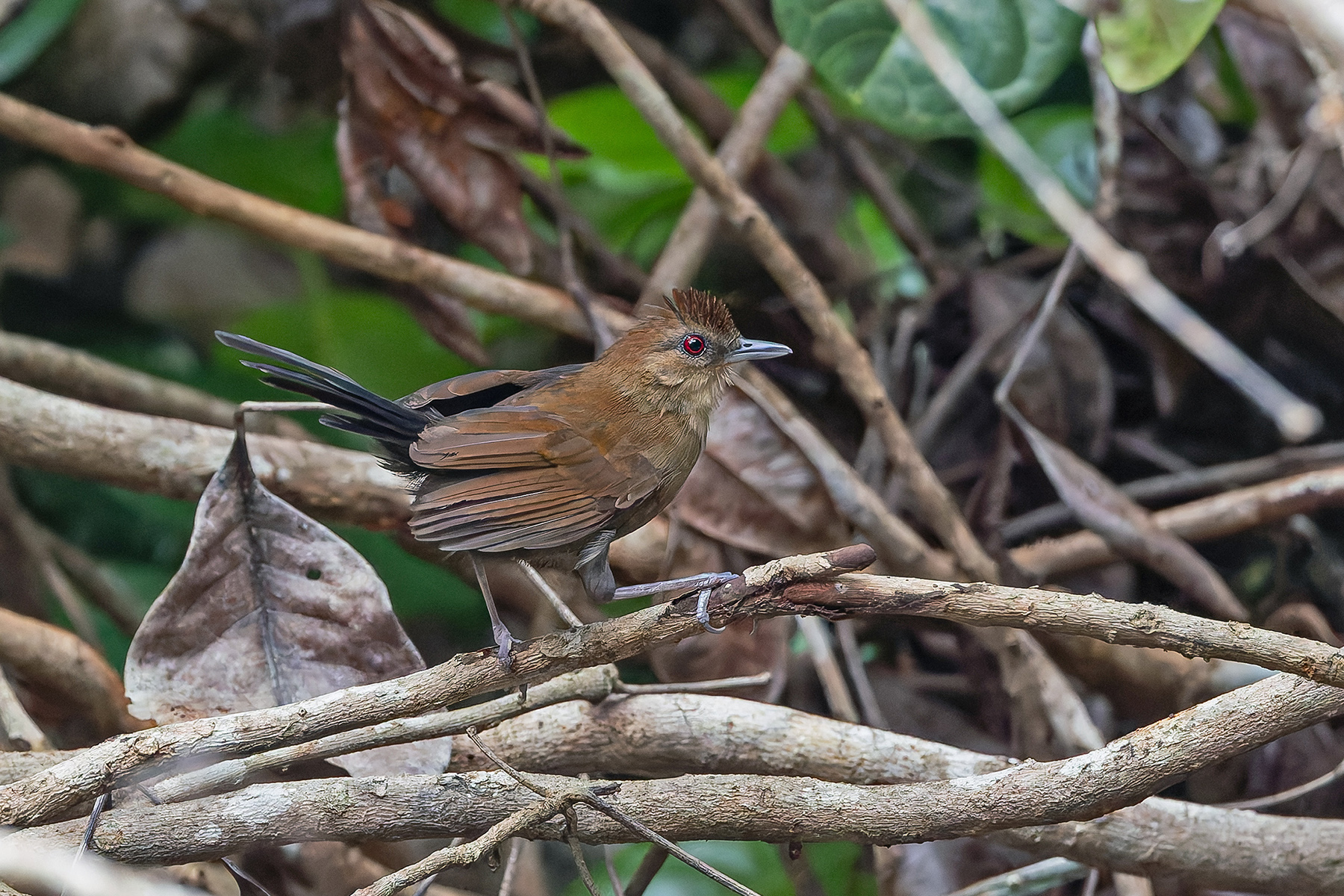 Fringe-backed Fire-eye (image by Pete Morris)