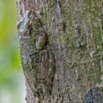 Frog sp. (image by Pete Morris)