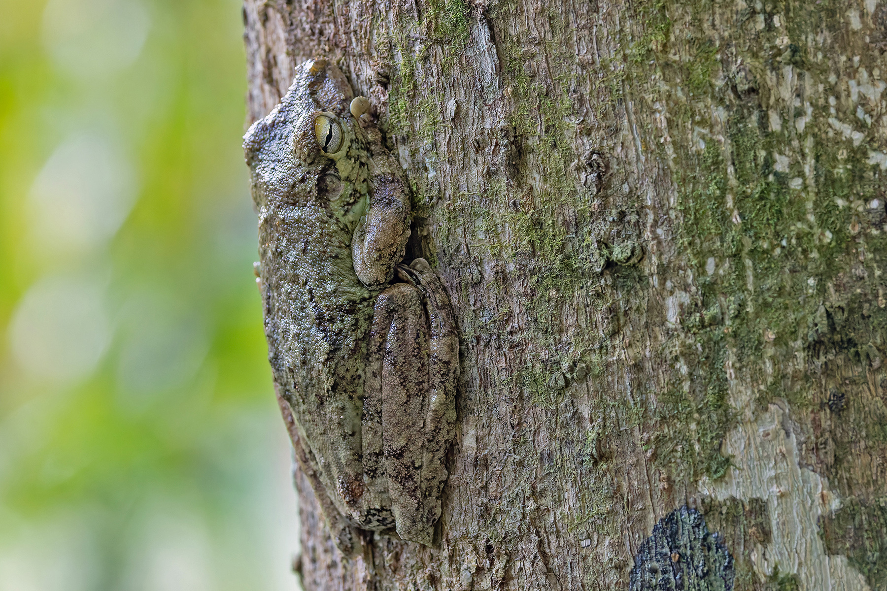 Frog sp. (image by Pete Morris)