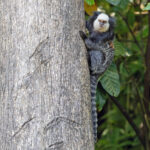 Geoffroy's Tufted-ear Marmoset (image by Pete Morris)