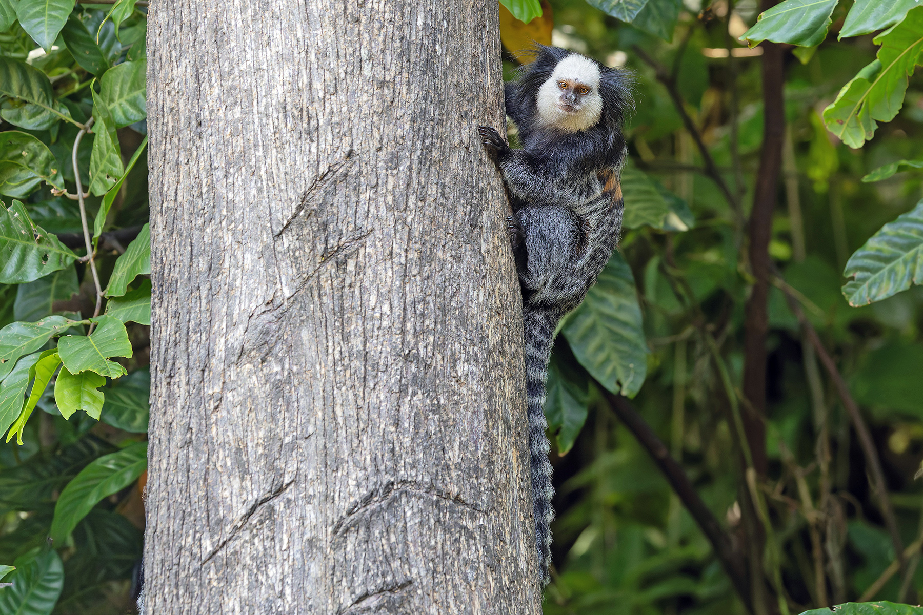 Geoffroy's Tufted-ear Marmoset (image by Pete Morris)