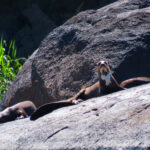 Giant Otters (image by Keith Betton)