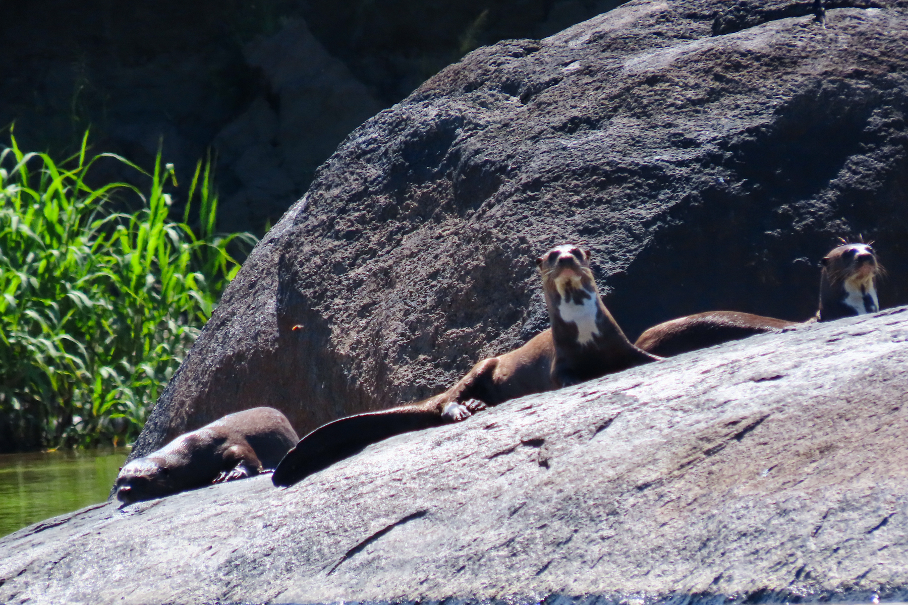 Giant Otters (image by Keith Betton)