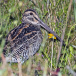 Giant Snipe (image by Pete Morris)