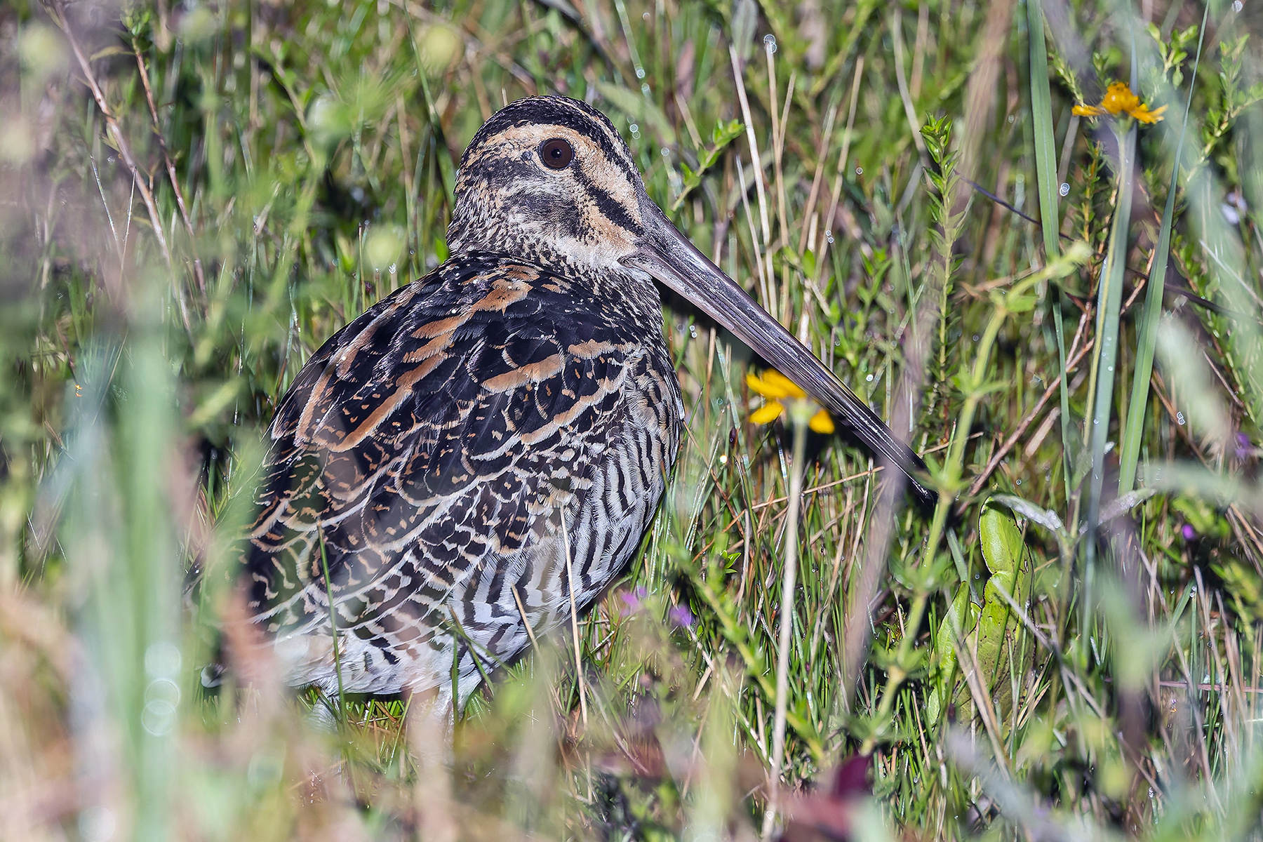 Giant Snipe (image by Pete Morris)