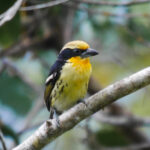 Gilded Barbet (image by Oliver Slessor)