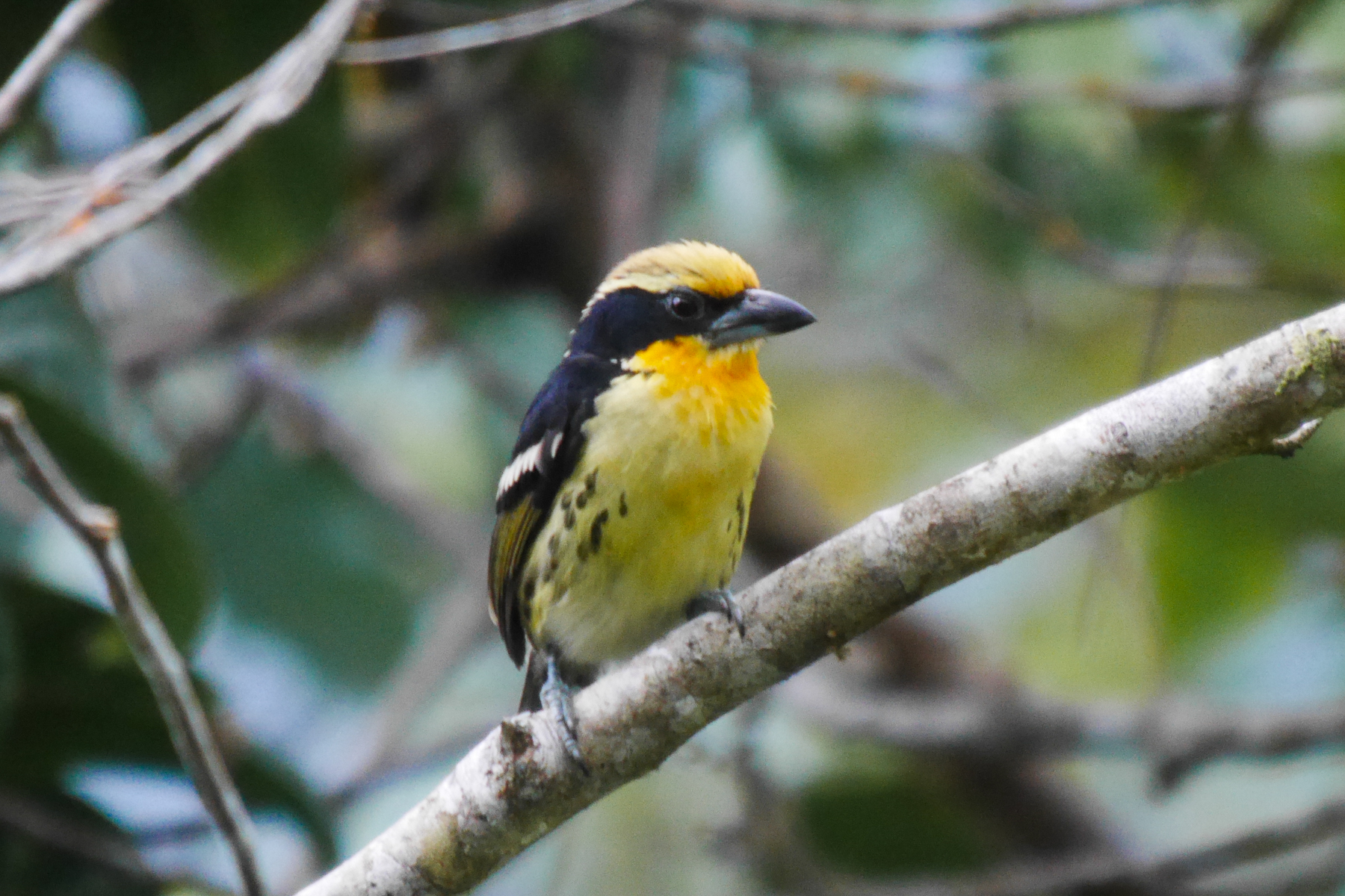Gilded Barbet (image by Oliver Slessor)