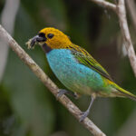 Gilt-edged Tanager (image by Pete Morris)