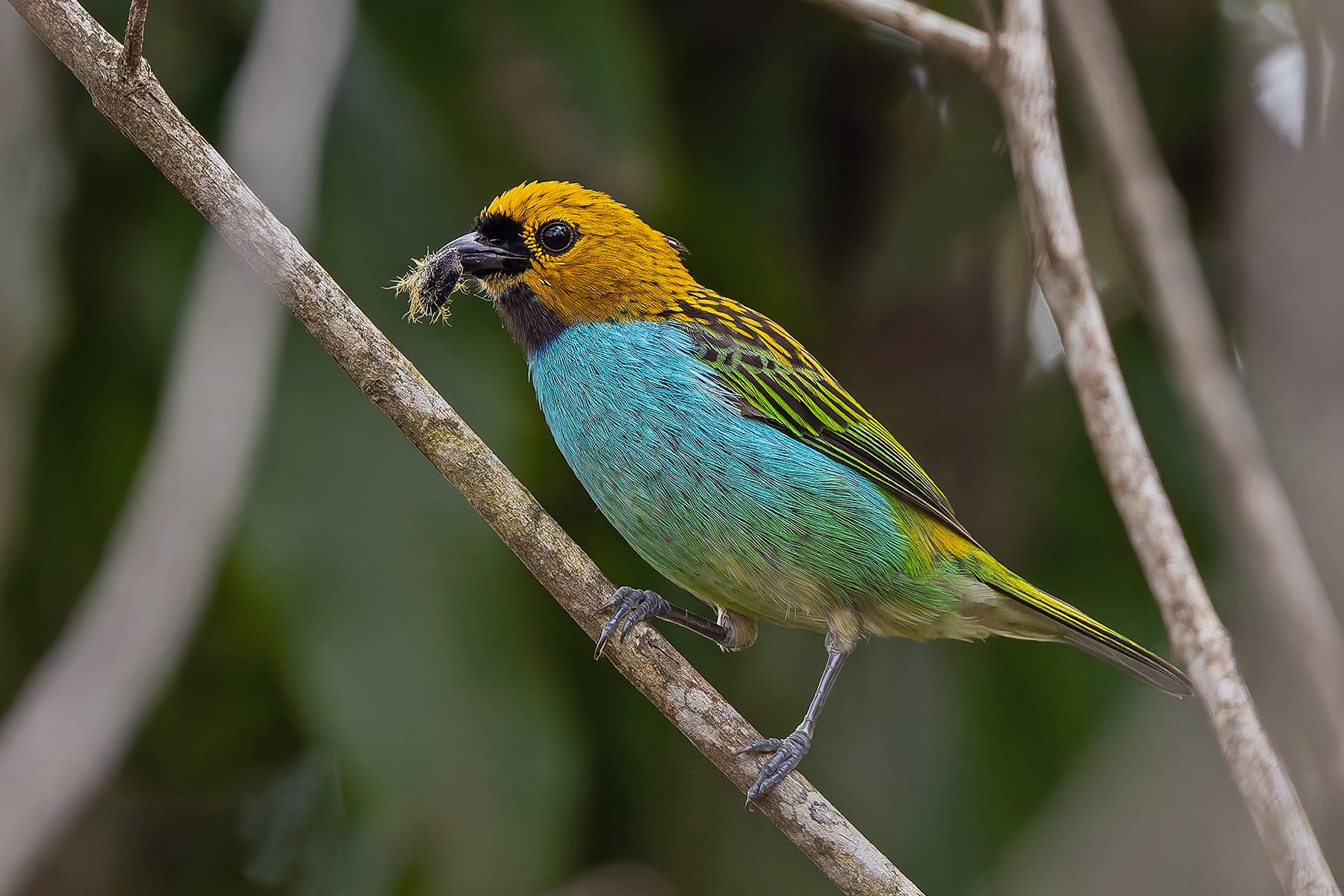 Gilt-edged Tanager (image by Pete Morris)