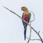 Golden-capped Parakeet (image by Pete Morris)