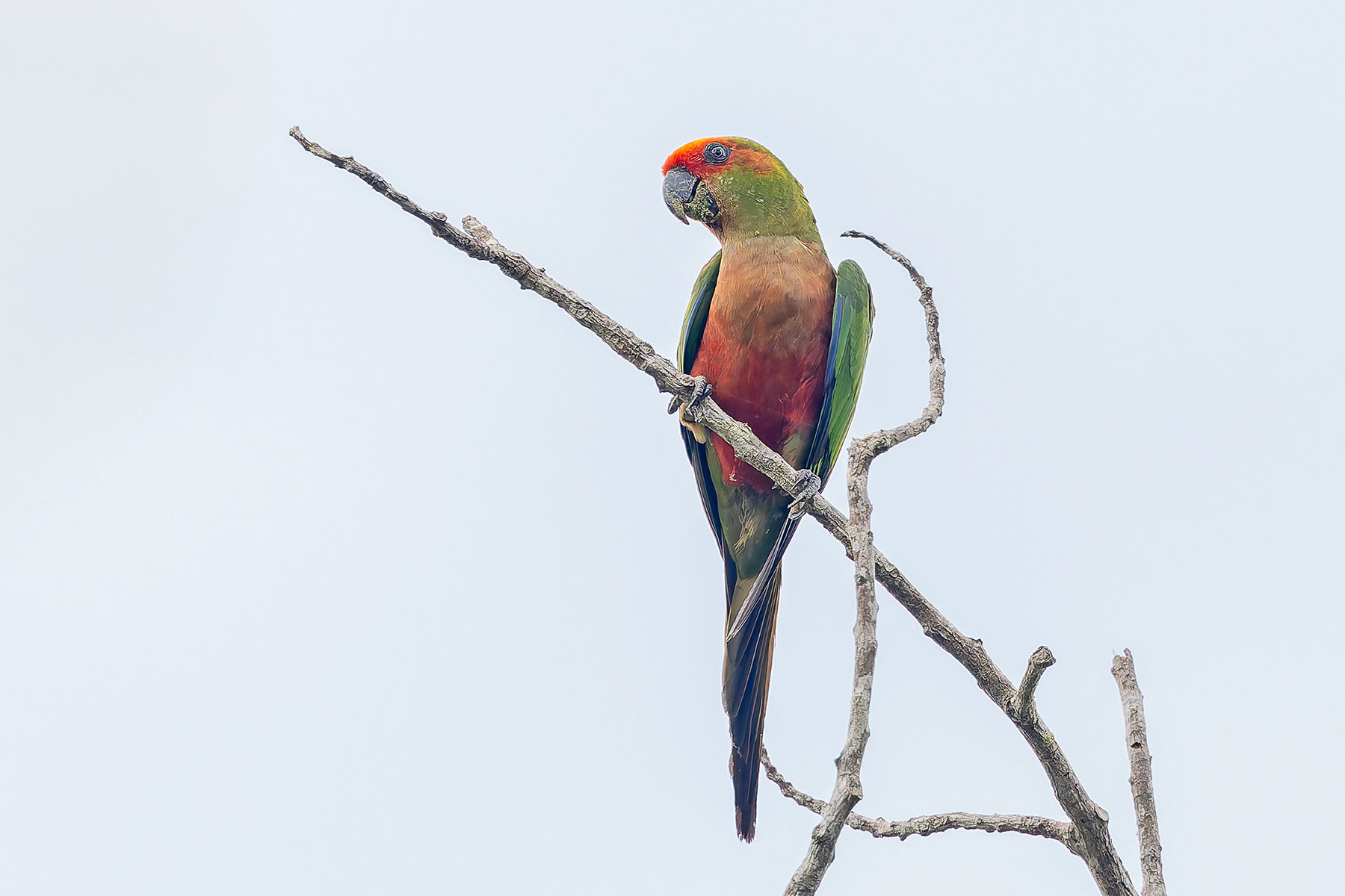 Golden-capped Parakeet (image by Pete Morris)