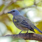 Golden-chevroned Tanager (image by Pete Morris)