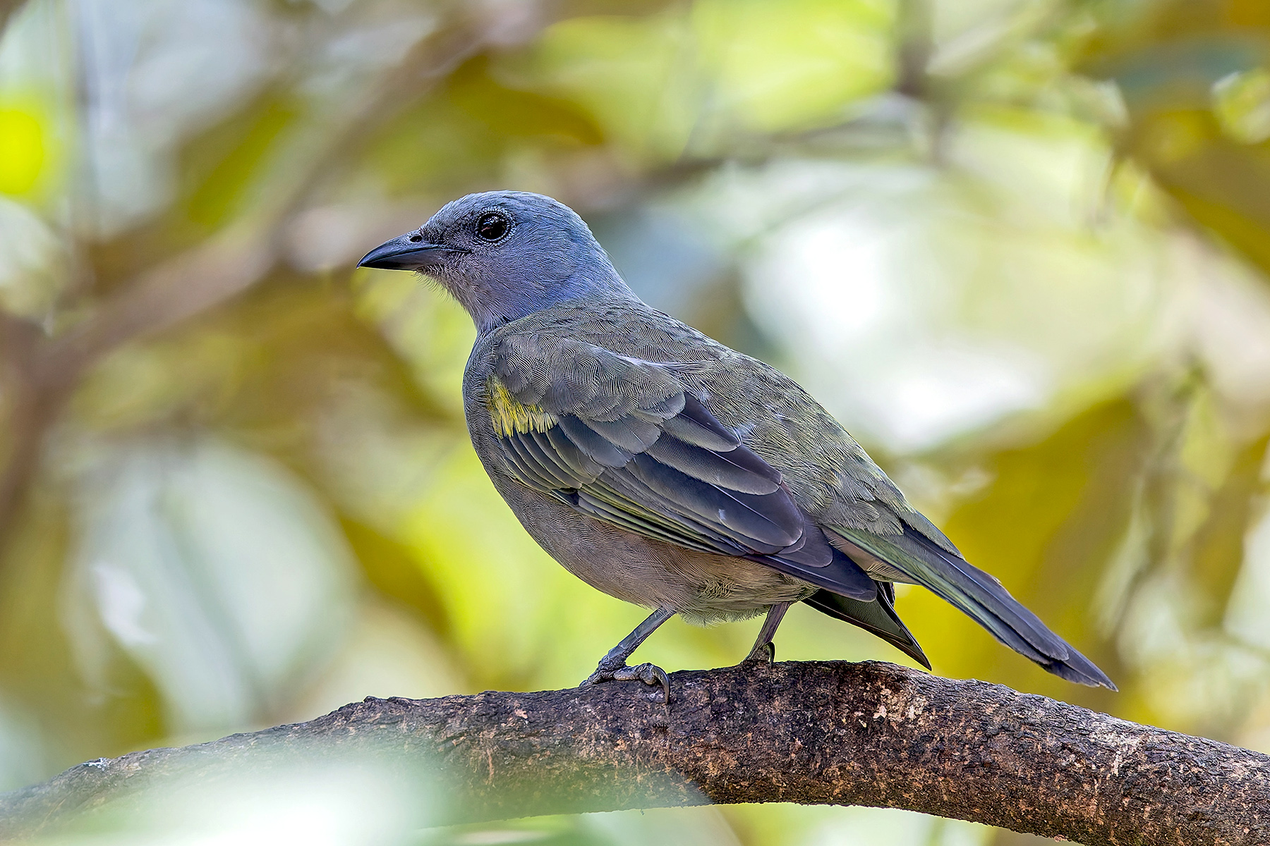Golden-chevroned Tanager (image by Pete Morris)