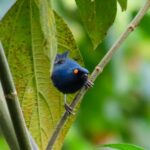 Golden-eyed Flowerpiercer (image by Keith Betton)
