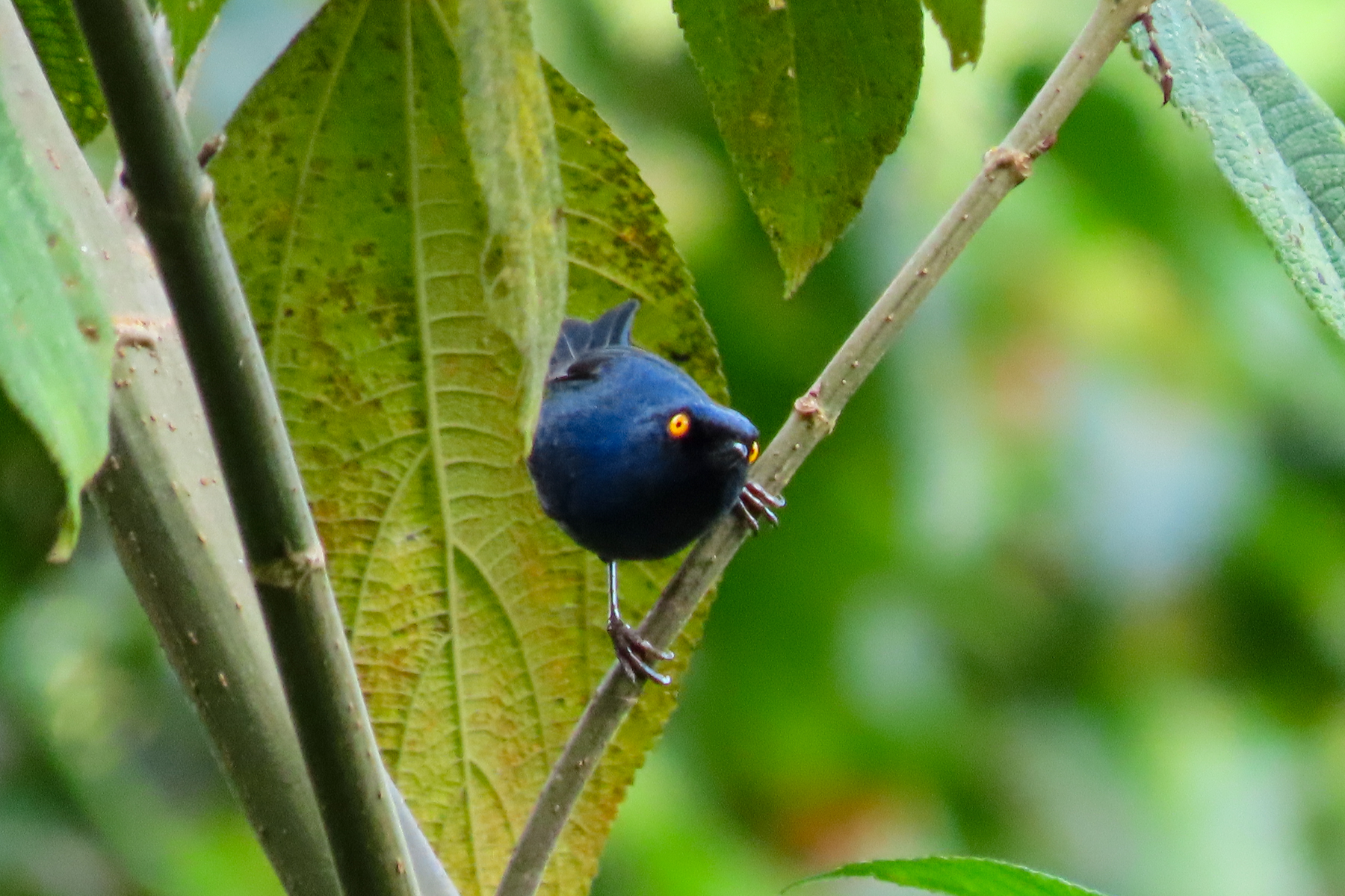 Golden-eyed Flowerpiercer (image by Keith Betton)