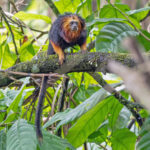 Golden-headed Lion Tamarin (image by Pete Morris)