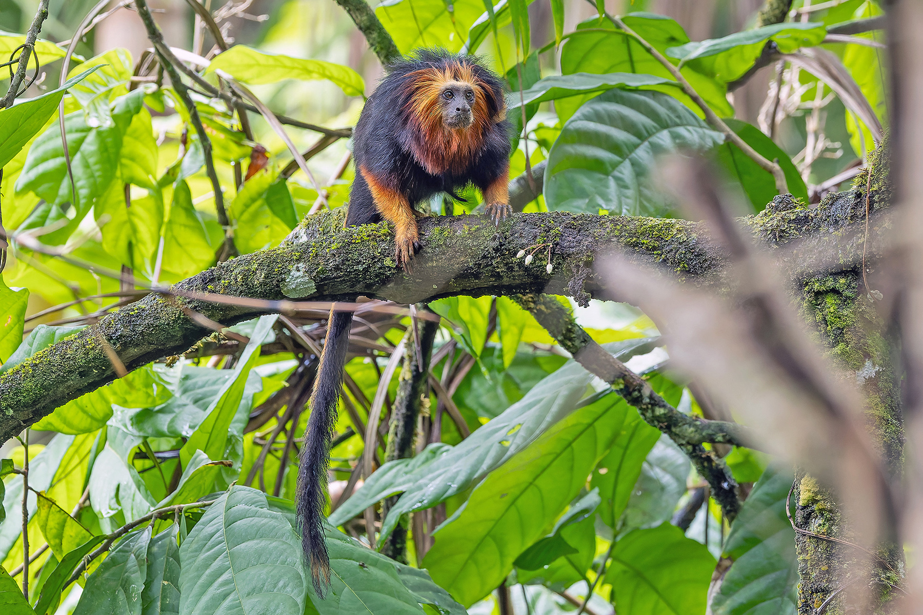 Golden-headed Lion Tamarin (image by Pete Morris)