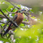 Gould's Toucanet (image by Pete Morris)