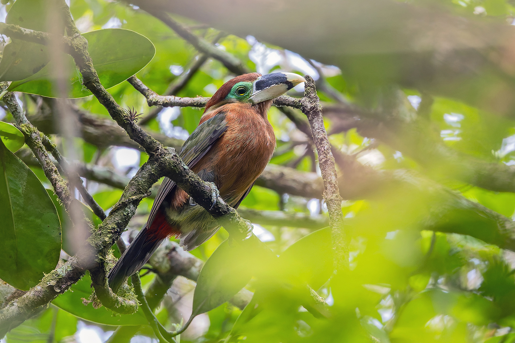 Gould's Toucanet (image by Pete Morris)