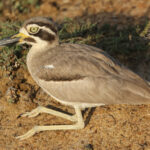 Great Thick-knee (image by Vincent van der Spek)